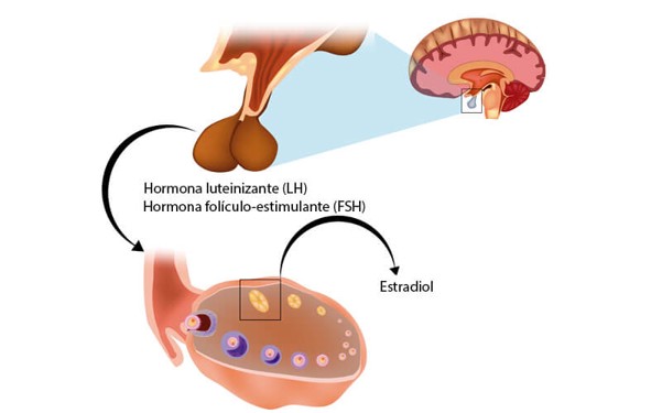 Estradiolo farmacia online